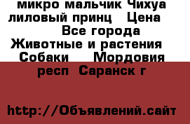 микро мальчик Чихуа лиловый принц › Цена ­ 90 - Все города Животные и растения » Собаки   . Мордовия респ.,Саранск г.